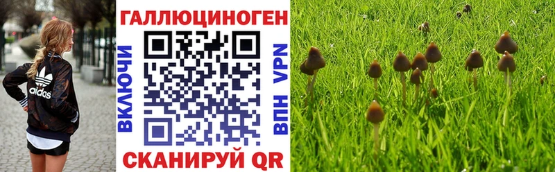 shop как зайти  Каргополь  Псилоцибиновые грибы Magic Shrooms 